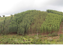 Unidades experimentais de silvicultura para fins econômicos na APA do Pratigi