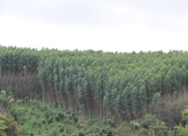 Modelos de silvicultura de espécies nativas para viabilização econômica